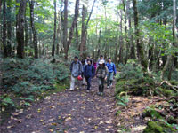 Nature walk in the Mt.Fuji Forest