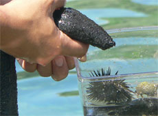 恩納イノーの生き物探し/写真