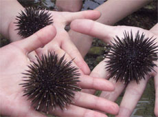 恩納イノーの生き物探し/写真