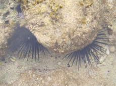 恩納イノーの生き物探し/写真